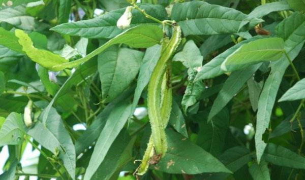 特种蔬菜四棱豆栽培技术与田间管理要点