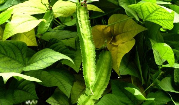 特种蔬菜四棱豆栽培技术与田间管理要点