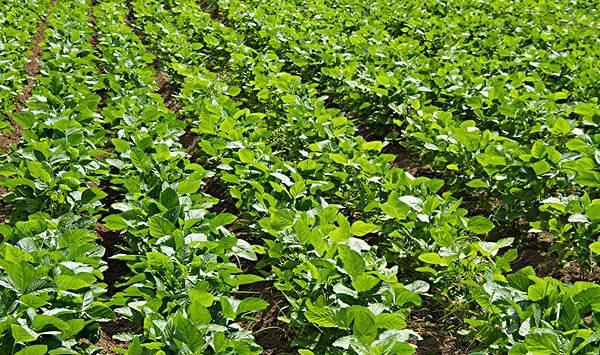 大豆种植怎么防治病虫害？大豆病虫害综合防治技术研究