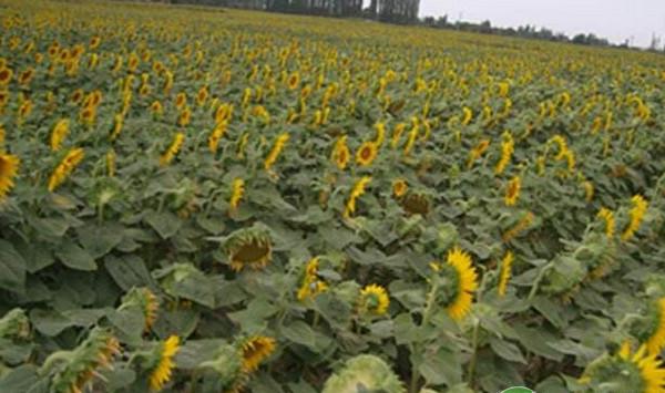 食葵亩产300公斤滴灌栽培技术规程