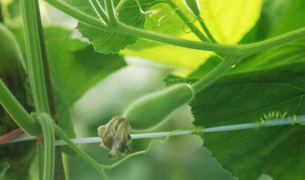 瓠瓜夏季高产栽培技术