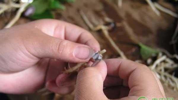 油茶苗怎么嫁接？油茶高效嫁接技术