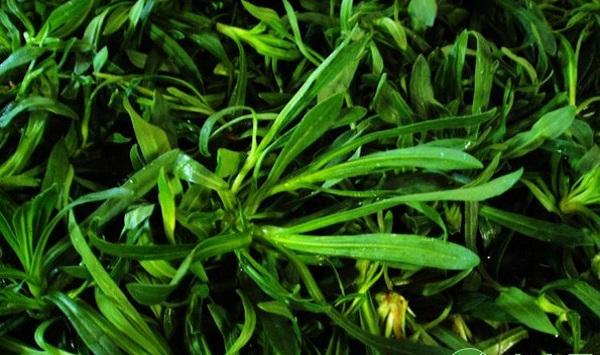 阳台面条菜无土栽培技术要点