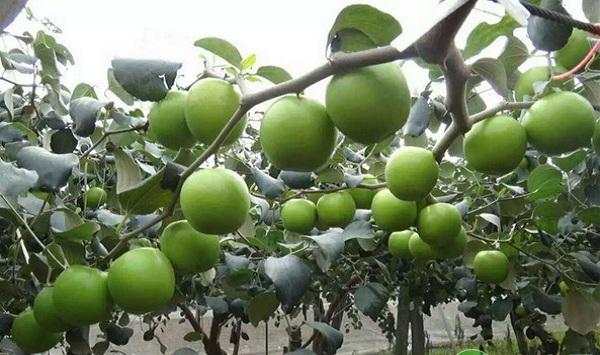 梅州市台湾青枣高效栽培管理技术要点