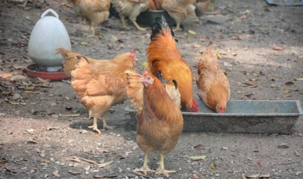 肉鸡免疫程序有哪些？肉鸡免疫及接种注意事项