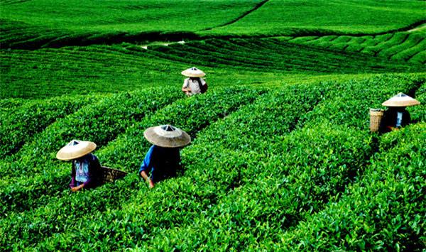 茶叶如何施肥？茶叶品质与施肥关系的研究