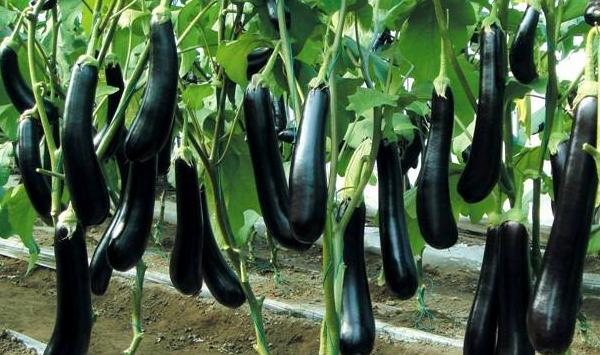 茄子的发育特点、对环境条件的要求及植株调整
