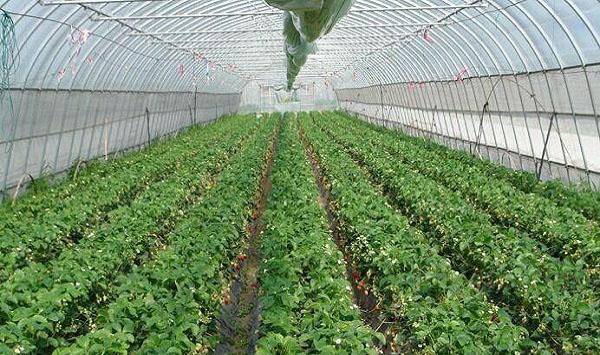 初夏草莓育苗怎么管理？这几个措施可以强根育苗