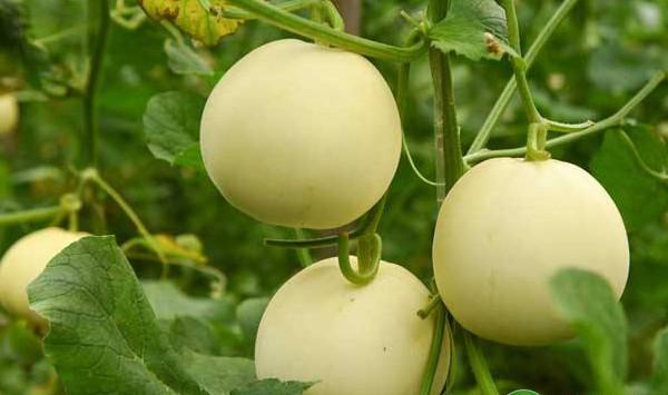 设施香瓜高效栽培技术及种植效益分析