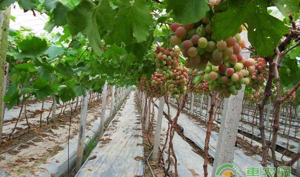 夏季葡萄怎么管理？露地葡萄和大棚葡萄夏季管理技术
