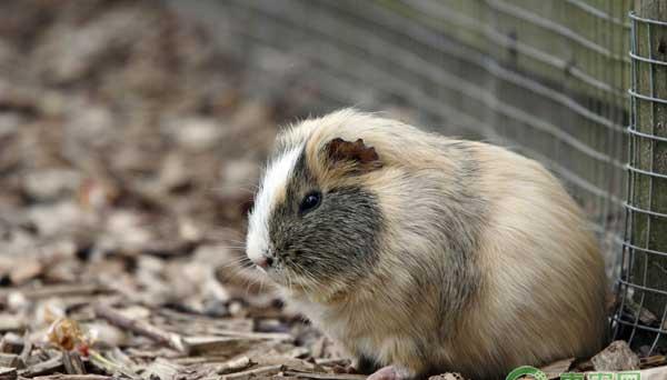 豚鼠怎么养殖？豚鼠生态养殖技术 
