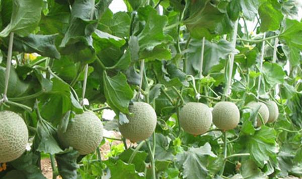 甜瓜长“雀斑”怎么办？