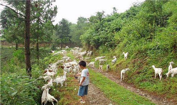 如何挑选适合当地养殖的羊？买羊引种的要点分析