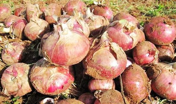 洋葱种植技术