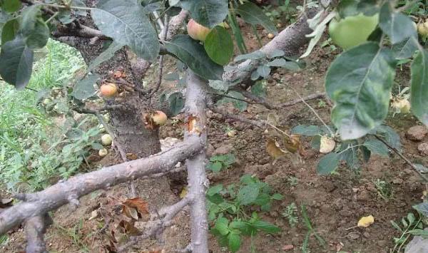 夏季溃疡病该如何治理？高温季节溃疡病的防治措施