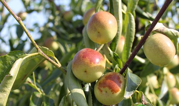 冬枣主要侵染性病害及其综合防治对策