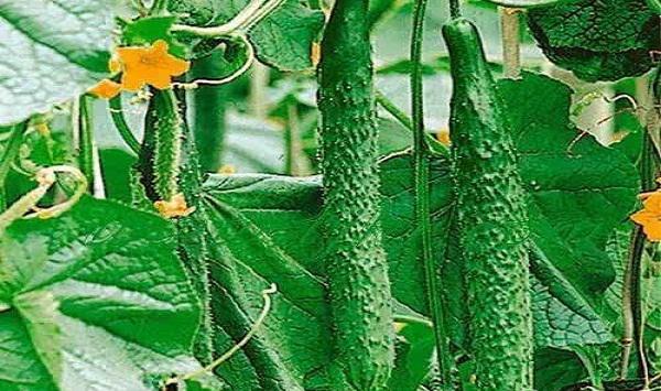 种黄瓜记住这几个要点，效益保证翻一番