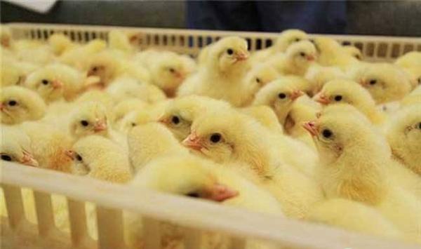 养鸡技术