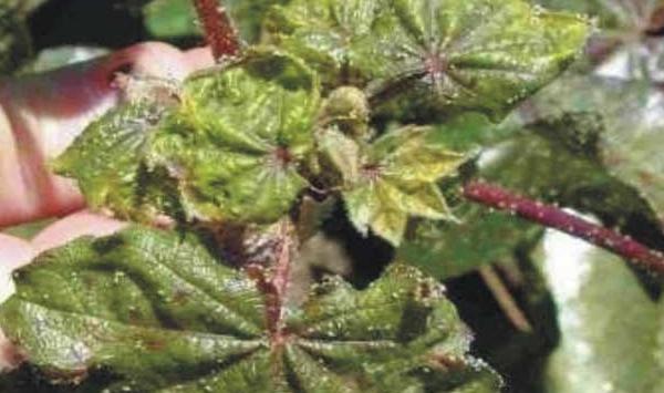 棉花蚜虫怎么防治？棉花蚜虫的症状分析及防治技巧