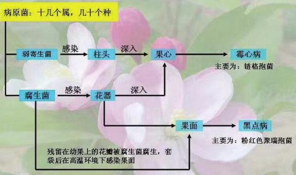 苹果霉心病如何防控？苹果霉心病防控技术