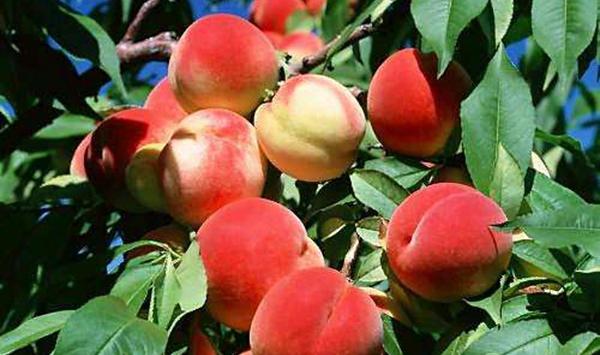 桃树主要害虫及无害化防治技术