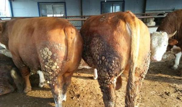 配制肉牛饲料的10项原则