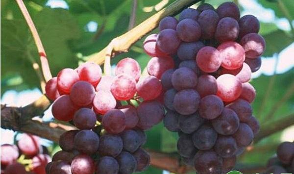 浠水县红宝石葡萄引种表现及丰产栽培技术