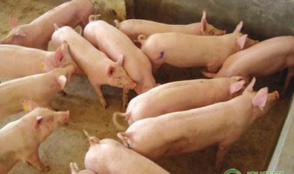 猪得了传染性胃肠炎怎么办？猪传染性胃肠炎治疗方案