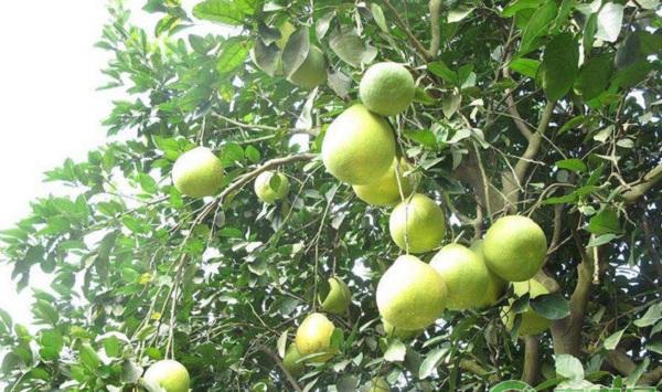 浅谈沙田柚的保花保果技术