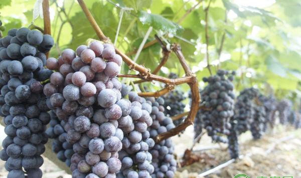 鲜食葡萄无公害栽培农药选择及使用基本原则