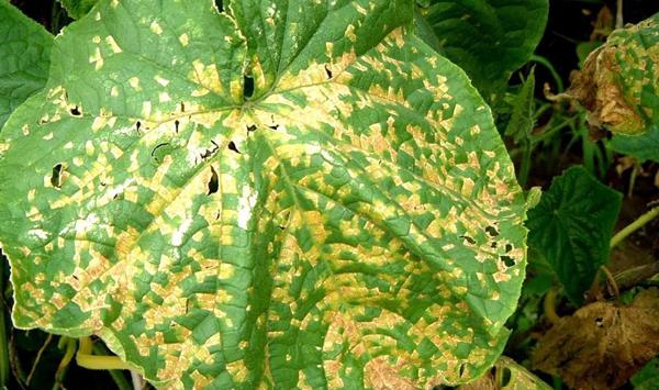 浅谈哈密瓜细菌性角斑病防治方法