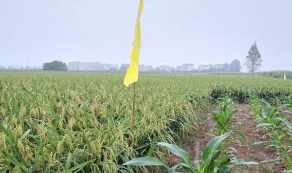 节水抗旱稻管理