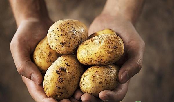 马铃薯想要亩产万斤，专家教你得把好这七道关！