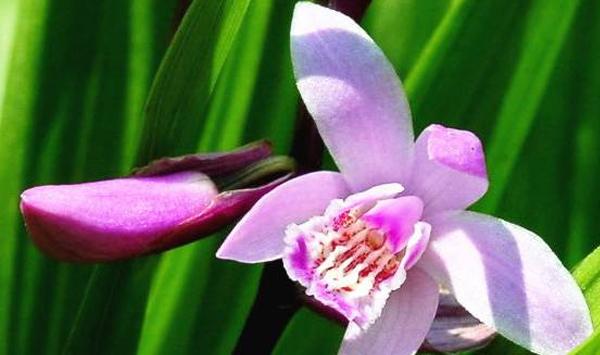浅谈白芨高效益种植及繁衍技巧
