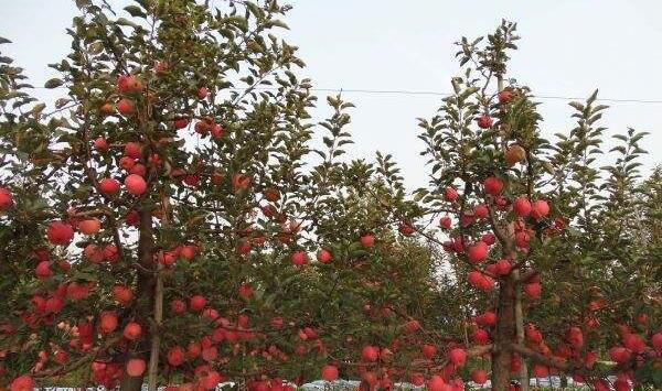 陕西渭北旱塬区老龄苹果园蹲接改造技术