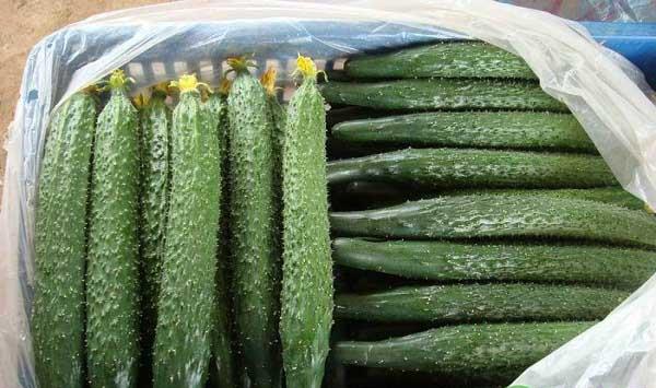 种黄瓜记住这几个要点，效益保证翻一番