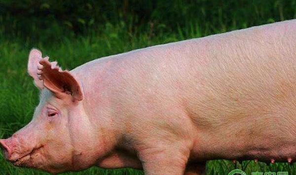 猪得了传染性胃肠炎怎么办？猪传染性胃肠炎治疗方案