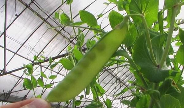 豌豆种植时间及种植技术要点