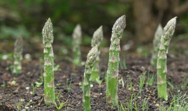 湖南石刁柏繁殖栽培技术（附病虫害防治）