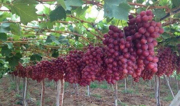浠水县红宝石葡萄引种表现及丰产栽培技术