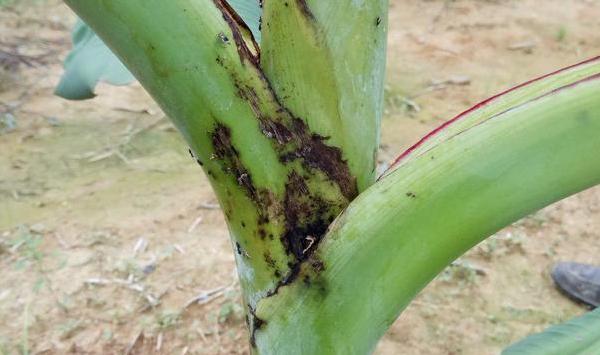 浅谈香蕉全面跳甲综合防治方案