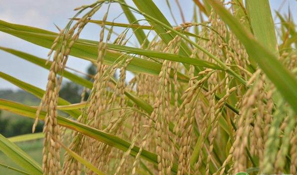 稻花香2号栽培技术