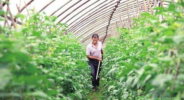 各类肥料的肥效期