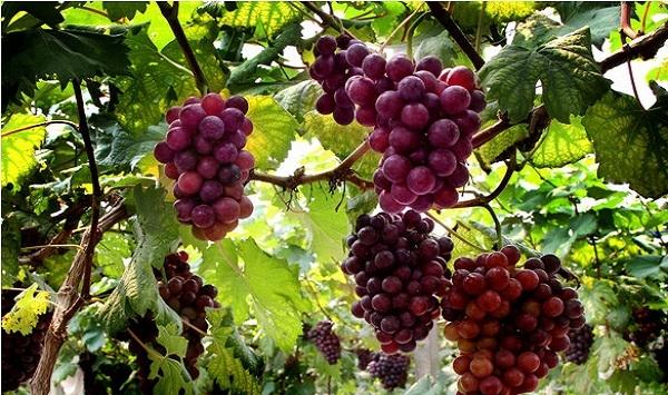 葡萄黑痘病发病规律及其主要防治方法