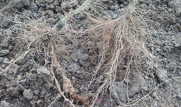 浅谈果树各种根结线虫害的防治技巧