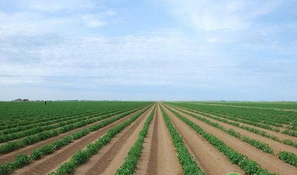 马铃薯想要亩产万斤，专家教你得把好这七道关！