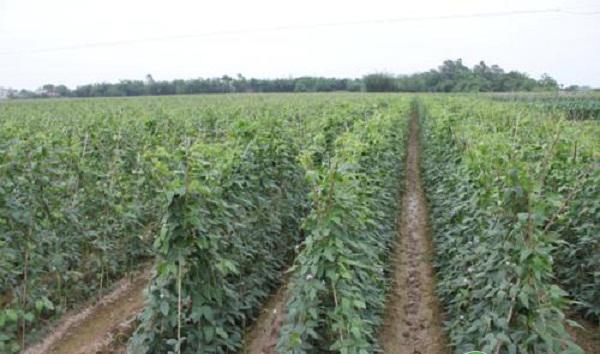 长豆角怎么种植？长豆角高产种植管理技术