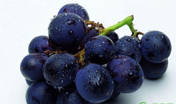 鲜食葡萄无公害栽培农药选择及使用基本原则