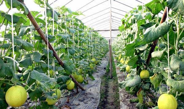 甜瓜种植怎么施肥？甜瓜各生长阶段的施肥技巧
