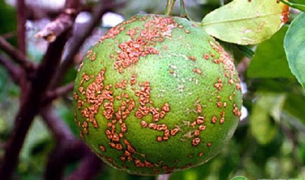 柑橘溃疡病的发病规律及主要危害（内附防治方法）